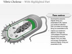 0614 vibrio cholerae medical images for powerpoint