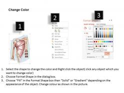 70552099 style medical 1 musculoskeletal 1 piece powerpoint presentation diagram template slide