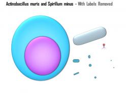 0714 actinobacillus muris and spirillum minus medical images for powerpoint