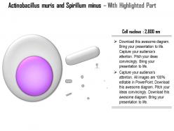 0714 actinobacillus muris and spirillum minus medical images for powerpoint