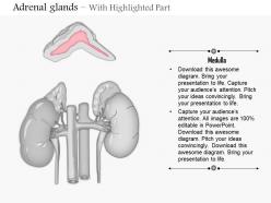 0714 adrenal glands medical images for powerpoint