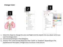 99596916 style medical 3 histology 1 piece powerpoint presentation diagram template slide