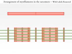 0714 arrangement of myofilaments in the sarcomere medical images for powerpoint