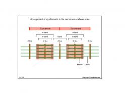 0714 arrangement of myofilaments in the sarcomere medical images for powerpoint