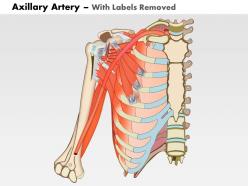 0714 axillary artery medical images for powerpoint