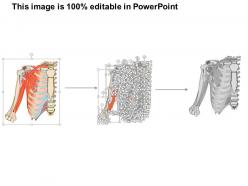 85895099 style medical 2 immune 1 piece powerpoint presentation diagram infographic slide
