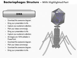 0714 bacteriophages structure medical images for powerpoint