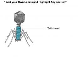 0714 bacteriophages structure medical images for powerpoint