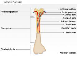 0714 bone structure medical images for powerpoint