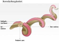 0714 borrelia burgdorferi medical images for powerpoint