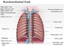 0714 bronchomediastinal trunk medical images for powerpoint