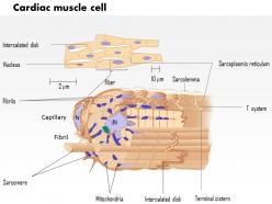 0714 cardiac muscle cell 2 medical images for powerpoint