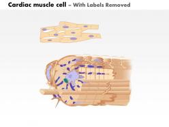 0714 cardiac muscle cell 2 medical images for powerpoint