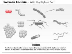 0714 common bacteria infecting human medical images for powerpoint