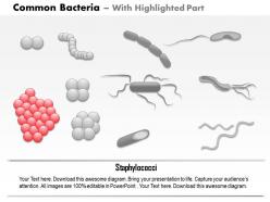 0714 common bacteria infecting human medical images for powerpoint