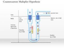 0714 countercurrent multiplier hypothesis medical images for powerpoint
