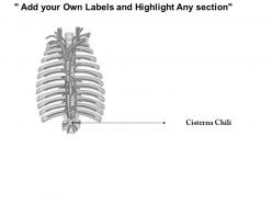 0714 cysterna chyli medical images for powerpoint