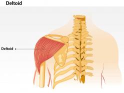 0714 deltoid medical images for powerpoint