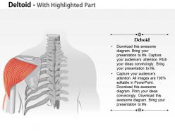0714 deltoid medical images for powerpoint