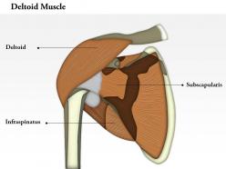 0714 deltoid muscle medical images for powerpoint