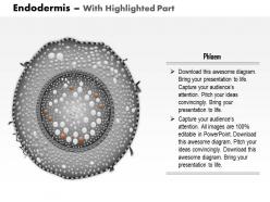 0714 endodermis medical images for powerpoint