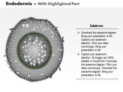 0714 endodermis medical images for powerpoint
