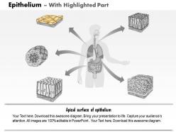 0714 epithelium medical images for powerpoint