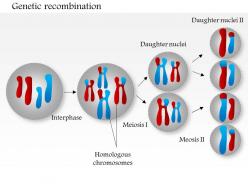 0714 genetic recombination medical images for powerpoint