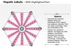 0714 hepatic lobule medical images for powerpoint