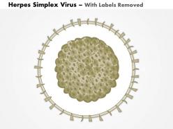 0714 herpes simplex virus medical images for powerpoint