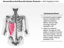 0714 human bony and muscular system posterior medical images for powerpoint