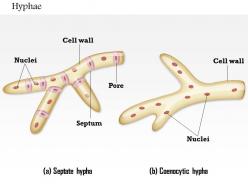 0714 hyphae medical images for powerpoint