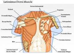 0714 latissimus dorsi muscle medical images for powerpoint