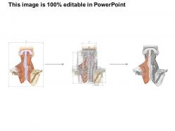 0714 levator scapulae muscle medical images for powerpoint