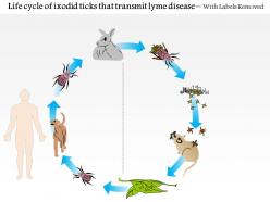 0714 life cycle of ixodid ticks that transmit lyme disease medical images for powerpoint