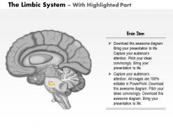 0714 limbic system medical images for powerpoint