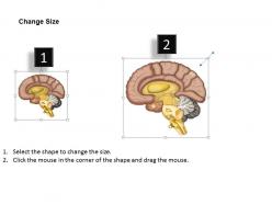 0714 limbic system medical images for powerpoint