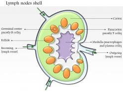 0714 lymph node shell medical images for powerpoint