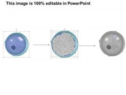 0714 megakaryoblast medical images for powerpoint