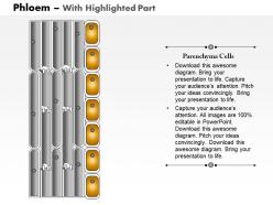 0714 phloem medical images for powerpoint