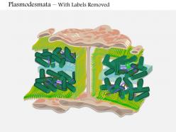 0714 plasmodesmata medical images for powerpoint