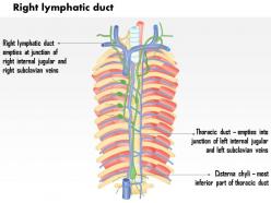 0714 right lymphatic duct medical images for powerpoint