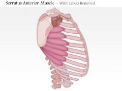 0714 serratus anterior muscle medical images for powerpoint