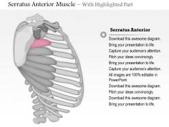 0714 serratus anterior muscle medical images for powerpoint