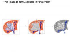 91969984 style medical 2 immune 1 piece powerpoint presentation diagram infographic slide