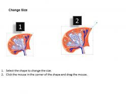 91969984 style medical 2 immune 1 piece powerpoint presentation diagram infographic slide
