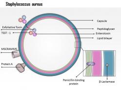 0714 staphylococcus aureus medical images for powerpoint