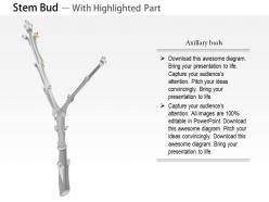 0714 stem bud medical images for powerpoint