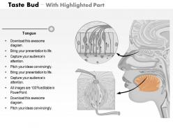 0714 taste bud medical images for powerpoint