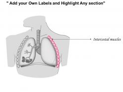 0714 trachea bronchi lungs medical images for powerpoint